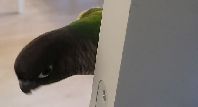 Chapi looking at you from the side of the door