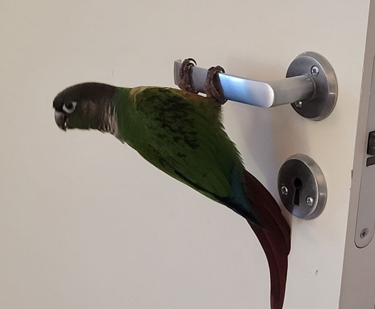 Gymnastics on the door handle.