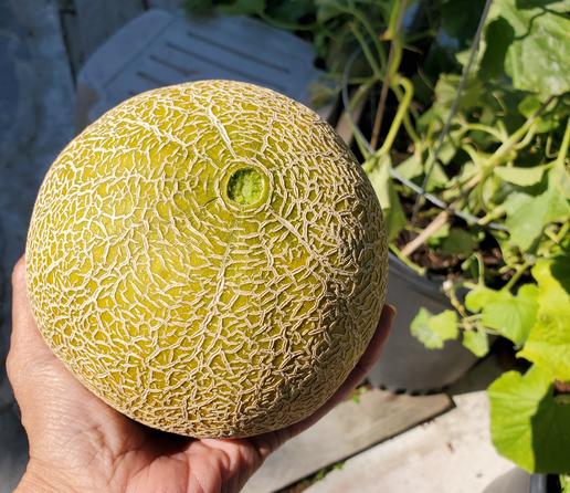 Holding a freshly harvested galia cantaloupe melon in my left hand.