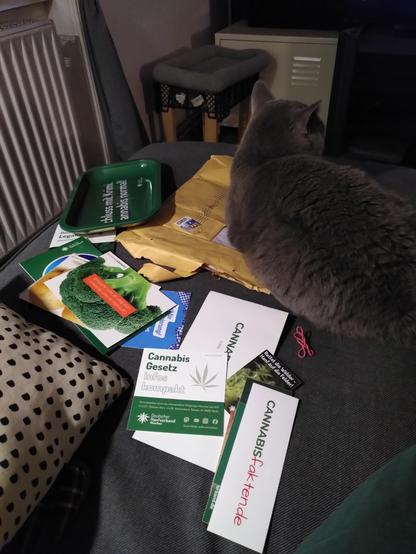 Ein Haufen Flyer Postkarten usw bzgl cannabis. Daneben ein gelber Umschlag. Darauf eine graue Katze die in die Ferne schaut.