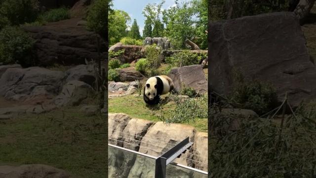 【東京】最大級の癒し#Shorts