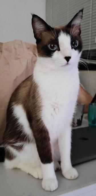 The most beautiful lady cat ever.