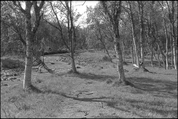 A black and white photo of a birch forest with a small river running beside it. The weather is sunny.