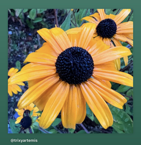 Yellow coneflower in the centre of the frame with 3 other smaller coneflowers by its side and some green foliage in the background.