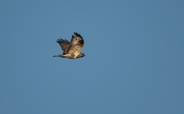 Une buse variable en vol, éclairée par la lumière du soleil matinal

A flying common busard, illuminated by the morning sun