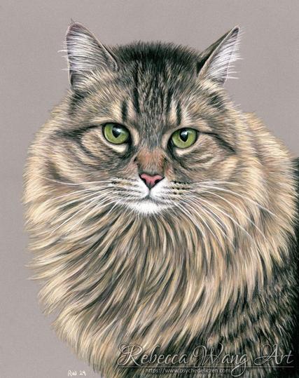 A drawing of a longhaired brown tabby cat with pastels.