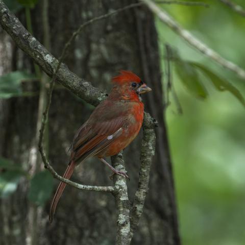 A garish molting Northern Cardinal with lots of brilliant fresh scarlet feathers but still lots of unfinished brownish feathers & a mostly still-dark beak. The bird is perched on a branch in front of a dark tree trunk. Photo by Peachfront. Sept