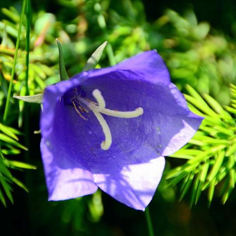 A beautiful purple bell-shaped flower with a prominent pistil and stamens. The flower stands out sharply against a blurred green background.