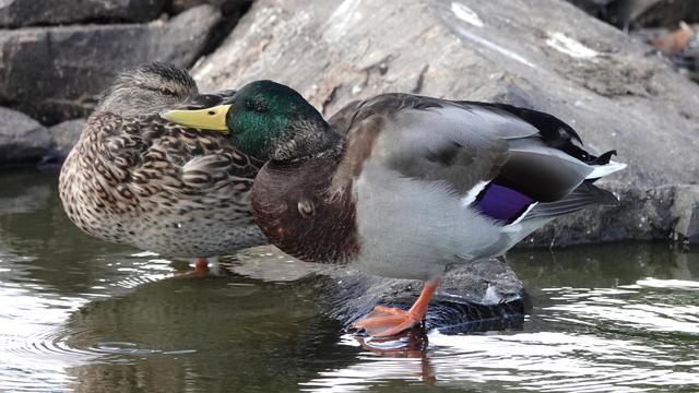 A pair of male and female mallard ducks standing in shallow water before a rock. The male is brightly coloured, including green and purple. The female is mottled brown.