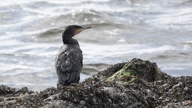 A cormorant perched with its back to us and head tilted right, standing on seaweed covered rocks, with grey river water behind. The bird's grey back has many sturdy slate petal-like layers.