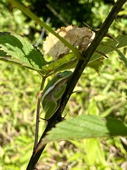 Green tree frog in shadows with a white and brown stripe.