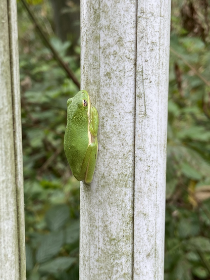 Green tree frog on a power poll support cover.