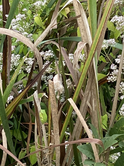 Green tree frog on a brown reed.