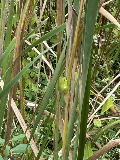 Green tree frog on a green. Reed.