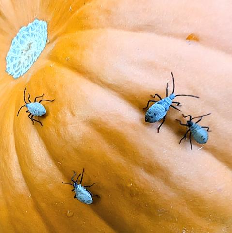 Four kinda beetle looking bugs out of hundreds that were scurrying all over the pumpkins in this patch.