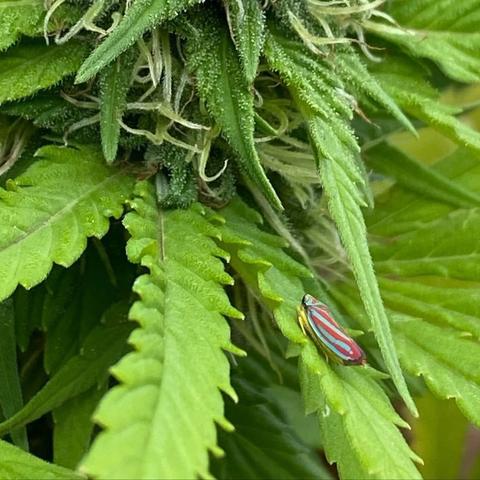 Close-up image of cannabis leaves featuring a colorful insect resting on a leaf. The bug is super cute.