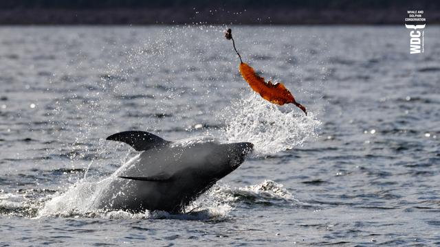 A dolphin throwing a big bit of kelp seaweed into the air, Inner Moray Firth, Scotland