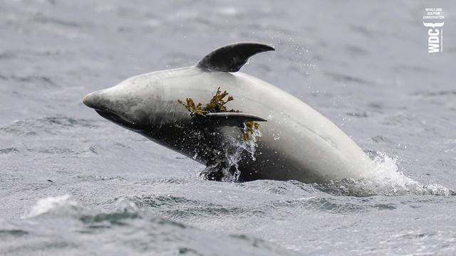 A dolphin holding on to a bit of seaweed with its flipper, Inner Moray Firth, Scotland.