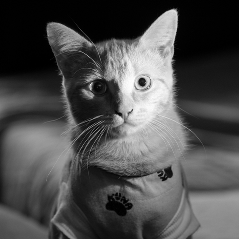 A black and white photograph of a kitten, wearing a post-op onesie, looking stiffly into the camera, strongly illuminated from the right side.
