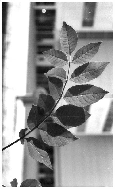 A grainy black and white image of the leaves on a plant. The background is out of focus.