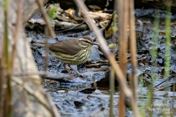 A delicately-flecked cream and brown warbler explores a muddy puddle.