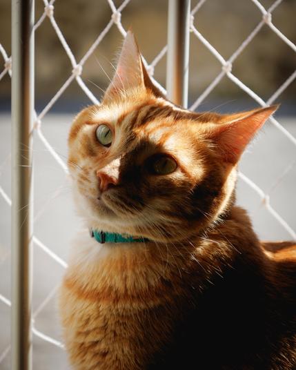 Fotografia de um gato amarelo, enquadramento na cabeça, ele de lado olhando para a câmera, em frente a grade de uma janela com tela, em dia fortemente iluminado pelo sol, gerando algumas sombras em seu rosto.