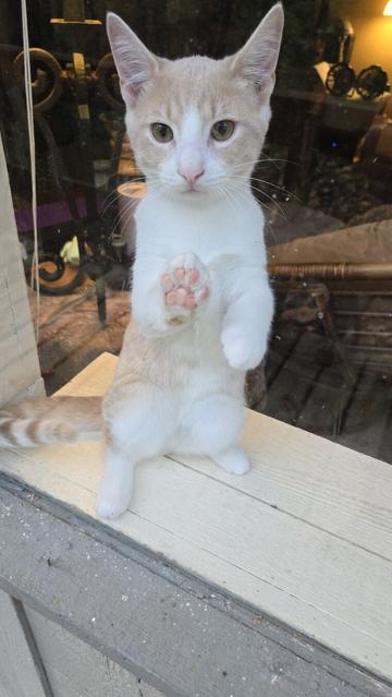 A cat, well kitten still, pawing at a window seen from the outside.