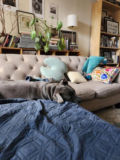 Prone bully breed pretending he doesn't have me under surveillance during his nap on a blanketed grey couch that matches his coloring while I eat some pumpkin bread.