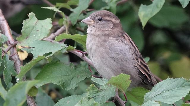 A female sparrow perched on a branch in a leafy green tree. It is facing left, with a body that is largely light beige, and stripey pink/brown feathers on its back and tail. It has a small pink stripe on its brown head, and a small pointed yellow beak.