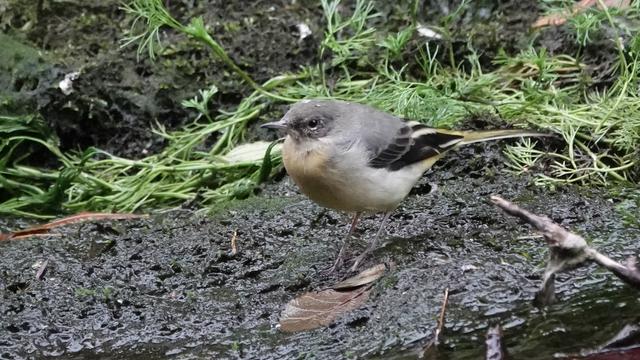 A grey wagtail perched facing left on a muddy area beside a river, with green plants behind. It is small, with a cream/white under belly, a light grey head and back, and black and yellow striped back feathers and tail.