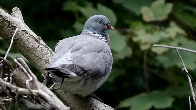 A wood pigeon perched on a branch with its back to us, fluffy butt visible, blue/grey head turned to the right. Light grey body, dark wing feathers, and white/dark feathers around its neck. In the background are dark green leaves.