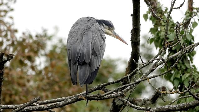 A grey heron standing on a branch against a white sky and autumnal trees. Its back is to us, and head tilted to the right. Its grey back looks like a furry cloak. It has a yellow area under its long pointed beak, and a dark area above its eyes.