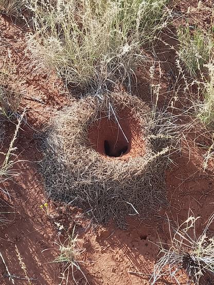 A large, well-constructed entrance to an nt nest. It is shaped like a raised crater with the outside rim lined with small curving twigs, while the ottom of the smooth central  'crater' bears a 'V'- shaped entrance to the ant's tunnels. The whole thing is set on red desert soil with surrounding grass tussocks