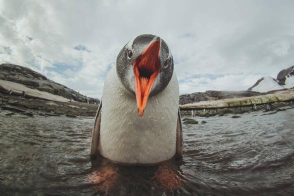 Penguin with open bouth head on, standing in water