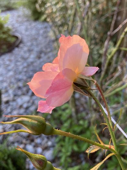 A pink and peach colored rose, seen from the side, with beautiful layers of hues in the evening light