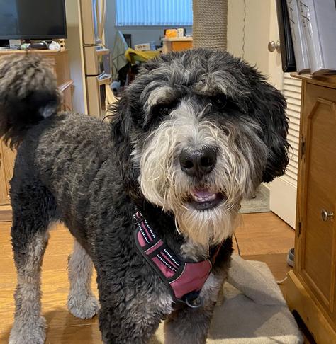 This is the latest variant of the "ahem, supper?" stare I get every night, usually well in advance of suppertime.  Photo shows a large Bernedoodle, mostly black, with tan legs and a white muzzle, wearing a pink harness.  Her face is close to photographer eye level, mouth slightly ajar, eyes locked, tail up, ears slightly raised, altogether hopeful and Just Being Helpful Here!