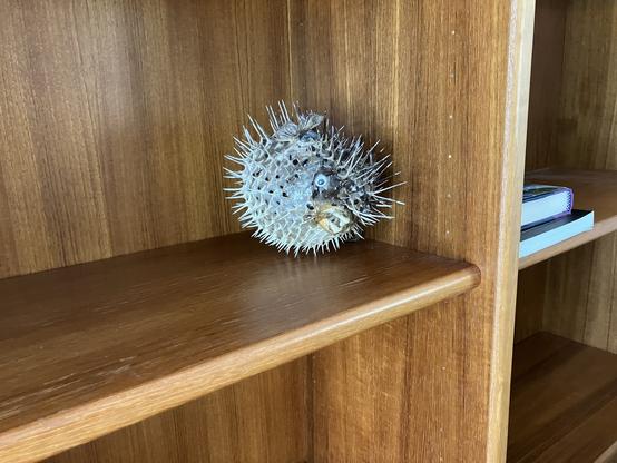 Blowfish sitting on a bookcase.