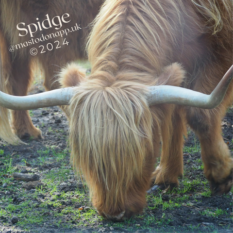 A close-up of a longhorn cattle grazing with long blonde hair covering the eyes