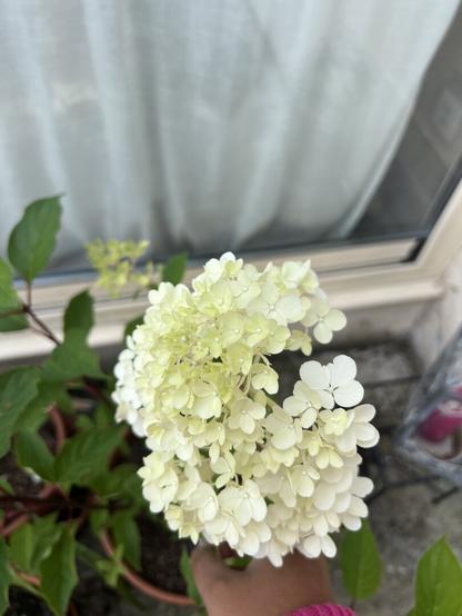 Une fleur blanc d’Hortensia