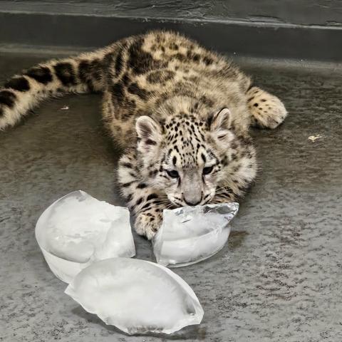 Azure Generated Description:
a tiger cub playing with a snake (28.09% confidence)
---------------
Azure Generated Tags:
animal (99.72% confidence)
ground (98.95% confidence)
mammal (98.53% confidence)
felidae (93.89% confidence)
cat (90.60% confidence)
big cats (88.88% confidence)
snow leopard (88.29% confidence)
leopard (82.44% confidence)
outdoor (79.65% confidence)
panthera (46.58% confidence)
