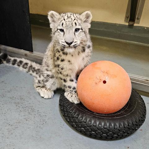 Azure Generated Description:
a white and black cat next to a pumpkin (38.13% confidence)
---------------
Azure Generated Tags:
big cat (96.98% confidence)
ground (92.83% confidence)
mammal (92.03% confidence)
cat (91.93% confidence)
felidae (88.74% confidence)
animal (88.01% confidence)
big cats (87.21% confidence)
sitting (83.51% confidence)
leopard (55.88% confidence)
indoor (55.25% confidence)
floor (54.89% confidence)
snow leopard (53.97% confidence)
kitten (40.23% confidence)