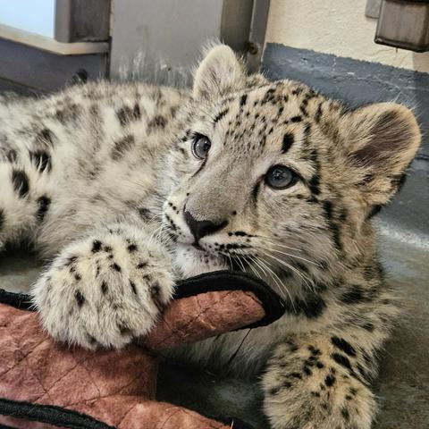 Azure Generated Description:
a leopard lying on a person's lap (39.41% confidence)
---------------
Azure Generated Tags:
big cat (99.97% confidence)
animal (99.93% confidence)
mammal (99.84% confidence)
big cats (97.13% confidence)
snow leopard (97.12% confidence)
terrestrial animal (95.99% confidence)
cat (94.33% confidence)
felidae (92.58% confidence)
whiskers (92.55% confidence)
fur (92.10% confidence)
leopard (91.96% confidence)
wildlife (91.26% confidence)
snout (91.00% confidence)
jaguar (85.68% confidence)
zoo (85.33% confidence)
ground (80.59% confidence)
outdoor (64.50% confidence)
