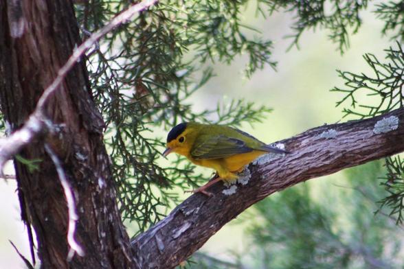A Wilson’s Warbler on a branch of a willow tree. The very cute and tiny warbler is yellow underneath and on its face with a greenish back and a black cap on its head