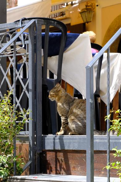 A tabby cat on a veranda of a restaurant.