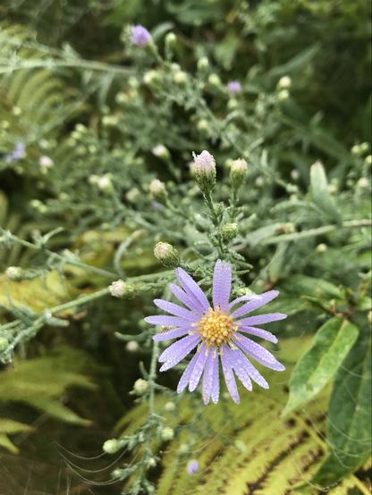 Close up of a single Smooth Blue Aster (Symphyotrichum laevis) flower. Long slim lavender petals radiating around a light yellow center. This first open flower is at the top of a blue-green multi-branching stem with dozens more flower buds not yet open. Everything is covered with tiny droplets of morning dew, including a spider's web clinging to the stems beneath the flower.