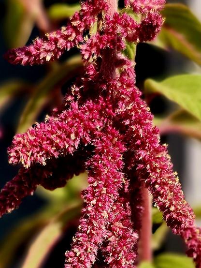 A photo of the long, drooping blooms of an Amaranth plant. Each blossom boasts 100s of tiny redish flowers that give the blossoms a rather fuzzy look.