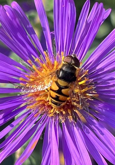 Picture of a drone fly resting on the flowers of a New England Aster. The drone fly has yellow and black markings. The Aster has purple flowers with yellow centres. #DoneFly #Aster #NativePlants