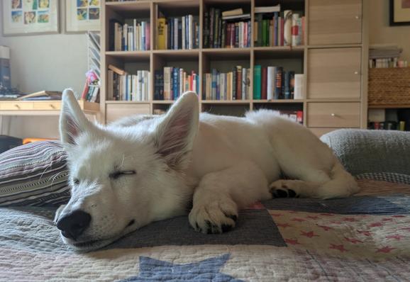 Jussi asleep on top of the sofa.