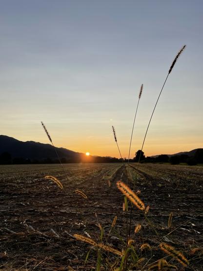 Sonnenuntergang im Dreisamtal, Blick Richtung Westen.