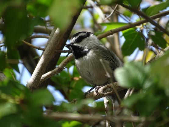 A small grey mountain chickadee perches amid the thick green leaves of a yard tree. The filtered sunlight illuminates the distinctive black throat and black eye mask over the white face with a small black cap on the top of his head.